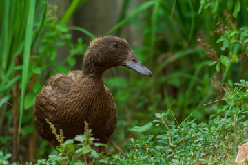 closeup, brown duck face on green background of green leaves.