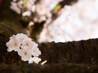 桜見上げる