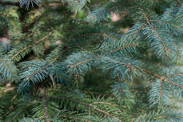 fresh spruce twigs macro