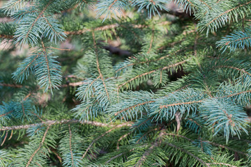 fresh spruce twigs macro