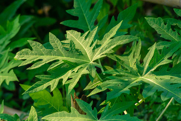 papaya leaves in morning after the sun.