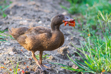 Brown ducklings eating red fruit