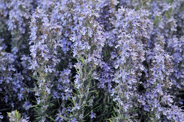 Fototapeta premium Field of beautiful Rosemary in full bloom. Gardening. Herbes de Provence.