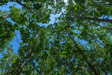 Fototapeta premium Mangrove forest trail