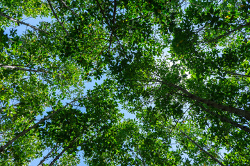 Mangrove forest trail