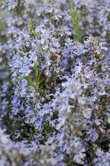 Field of beautiful Rosemary in full bloom. Gardening. Herbes de Provence.