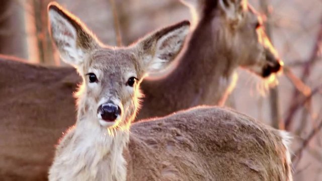White Tailed Deer, Odocoileus virginianus, foraging in beautiful light at dusk
