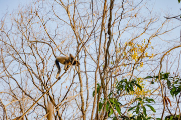 gray langur in action