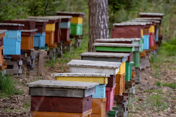 Pasieka uli w lesie © TM 360