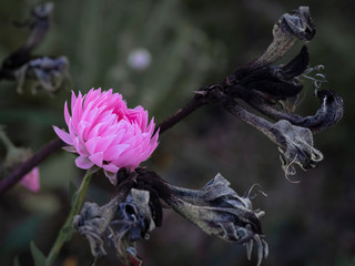 Pink Wildflower of Western Australia