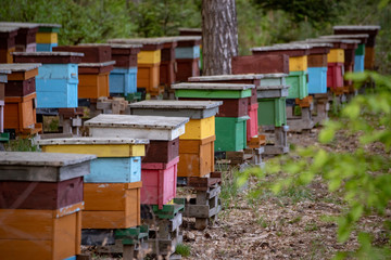 Pasieka uli w lesie © TM 360