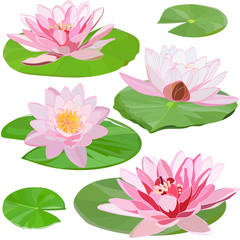 set of images of delicate white water lilies on green leaves isolated on white background