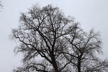 Fototapeta na wymiar tree silhouette against a gray sky
