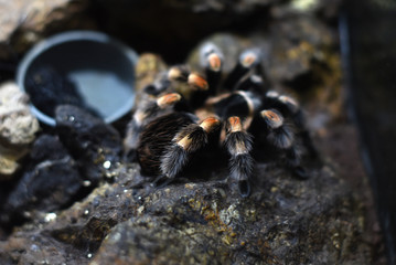 black insect with white stripe named Theraphosidae family tarantula