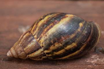 concha de crustáceo caramujo caracol
