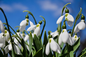 Snowdrop or common snowdrop (Galanthus nivalis) flowers. White flowers against the blue sky with...