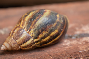 concha de crustáceo caramujo caracol