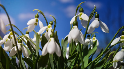 Snowdrop or common snowdrop (Galanthus nivalis) flowers. White flowers against the blue sky with clouds. selective focus.