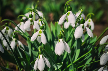 Obraz premium Snowdrop or common snowdrop (Galanthus nivalis) flowers. White flowers against the blue sky with clouds. selective focus.