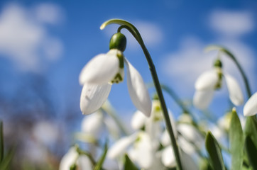 Snowdrop or common snowdrop (Galanthus nivalis) flowers. White flowers against the blue sky with...