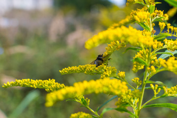 Field plant goldenrod