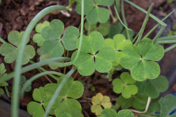 plantas de jardim