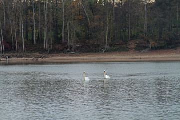 Schwanen-Paar