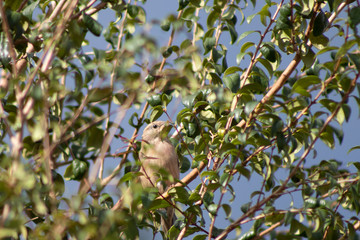 pequena ave pássaro pardal marrom