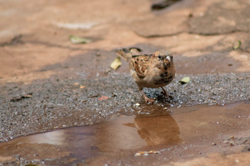 pequena ave pássaro pardal marrom