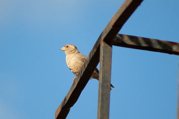 pequena ave pássaro pardal marrom