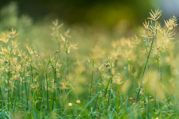grass flower field nature background