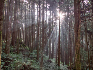 Fototapeta premium Rays of Light passing through trees in forest in light misty conditions