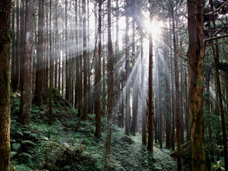 Rays of Light passing through trees in forest in light misty conditions