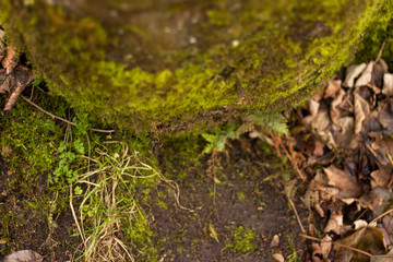 moss on tree