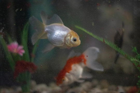 peixes ornamentais de aqu&aacute;rio
