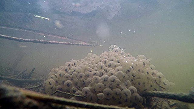 Spawn, underwater view, water frog eggs 