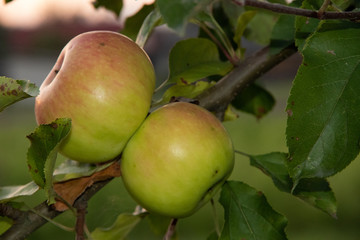 A bunchs of red apples on a branch ready to be harvested and sun rays from evening sunset