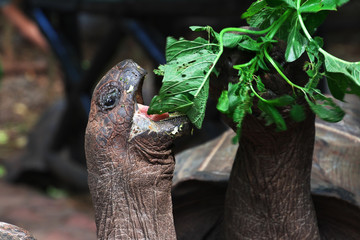 Turtle, Prison Island, Stone Town, Zanzibar, Tanzania