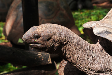 Turtle, Prison Island, Stone Town, Zanzibar, Tanzania