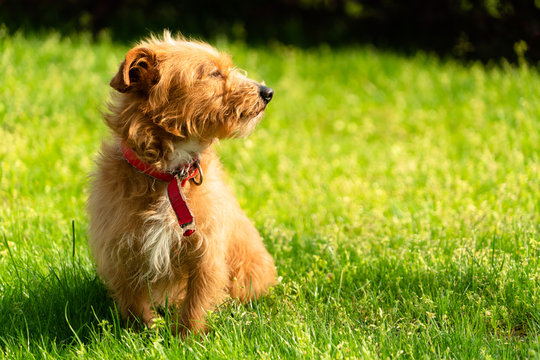 Happy little orange havanese puppy dog sitting in the green grass