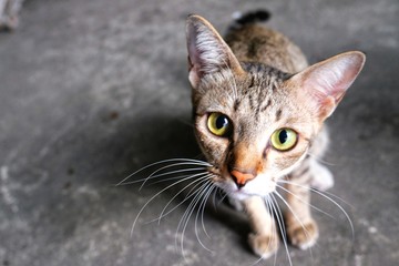 Lovely thai cat