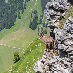 male alpine capra ibex capricorn standing on rock with valley view