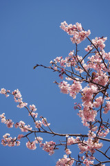 Pink cherry blossoms bloom on bright sky background