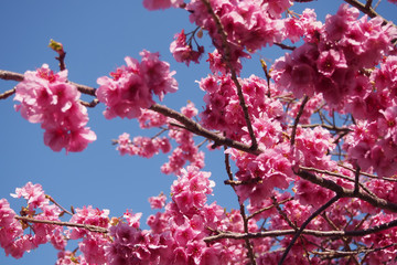 Close up Pink cherry blossoms bloom on bright sky background