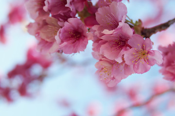 Close up Pink cherry blossoms bloom on bright sky background