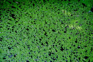 green grass background