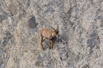 one alpine ibex capricorn walking in rock scarp