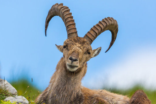 portrait natural alpine capra ibex capricorn sitting in meadow