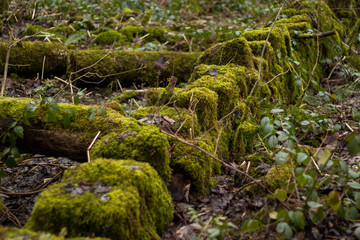 Moss Covered Forest Bed