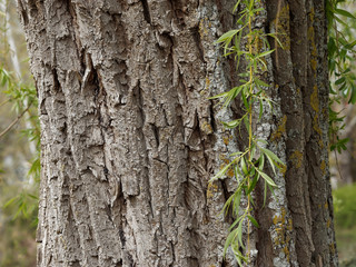 Trunk and bark of Babylon willow (Salix babylonica)